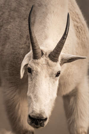 Mountain Goat With One Floppy Ear with Close Up perspectiveの写真素材