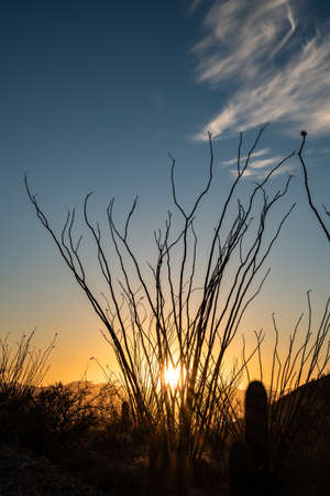 Ocatillo Streatches To The Sky At Sunset in Saguaro National Parkの写真素材