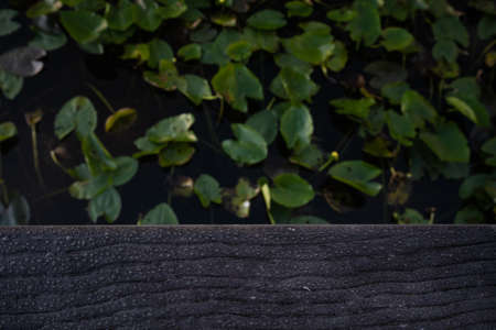 Water Drops and Lilly Pads Below Wooden Railing of Anhinga Trail in Everglades National Park