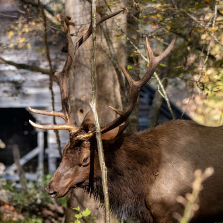 Elk Bull Rubs Antlers On Sapling Tree in the Smokies