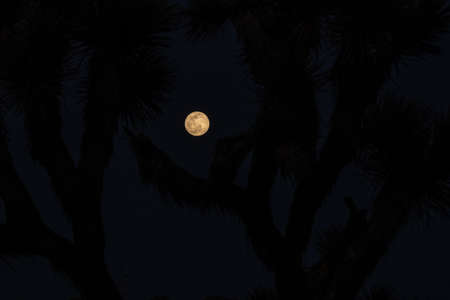 Full Moon Through Joshua Tree branches on winter nightの写真素材