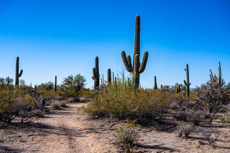 Trail Cutting Through Saguaro Cactus Forest in Arizona park