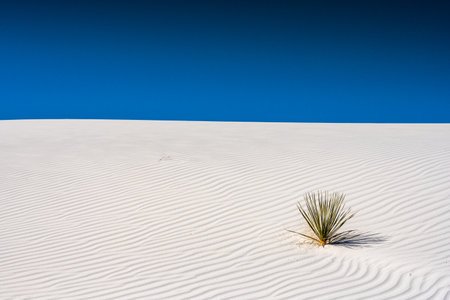 Yucca Dots Ripple Covered Sand Dune in White Sands National Parkのeditorial素材