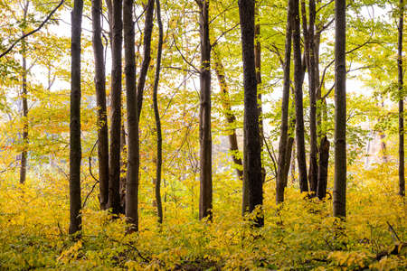 Bright Stick Through Bright Yellow Forest In Fall in Indiana Dunes National Parkの写真素材