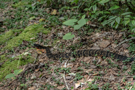 Timber Rattlesnake On Side of Trailの写真素材