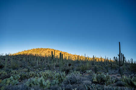 Morning Light Progresses Across The Cactus Covered Hillside in Saguaro National Parkの写真素材