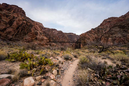 Prickly Pear Cactus Line The Trail To the Boat Landing Below The Black Bridge in the bottom of the Grand Canyonの写真素材