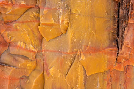 Orange Veins of Color Through Mustard Yellow Petrified Wood baxkground imageの写真素材