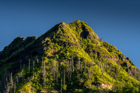 Young Growth On Chimney Tops After A Forest Fire Destroyed The Area A Few Years Earlier in the...
