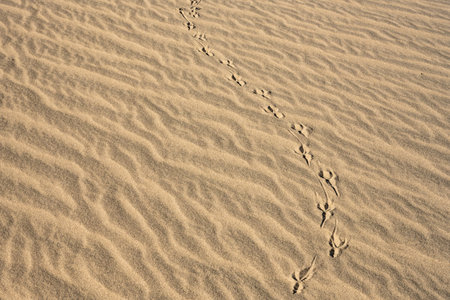 Animal Prints Curve Across Sand Dune in Death Valley National Park
