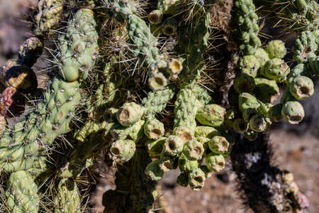 Close Up of Growth On Chain Link Cholla in Saguaro National Parkの写真素材