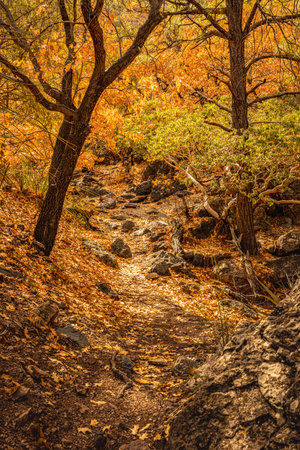 Fall Colors Line The Pine Canyon Trail in Big Bendの写真素材