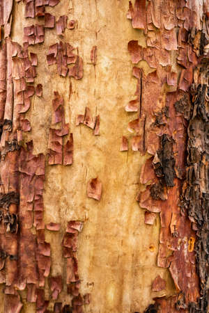 Close Up of Peeling Bark on Tree in Guadalupe Mountains National Park