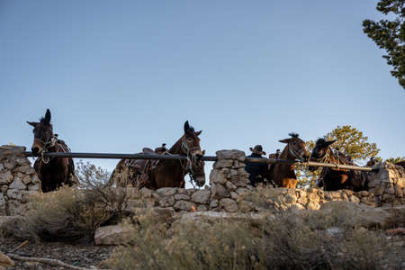 Mules Stand In Corral Before Their Daily Trip
