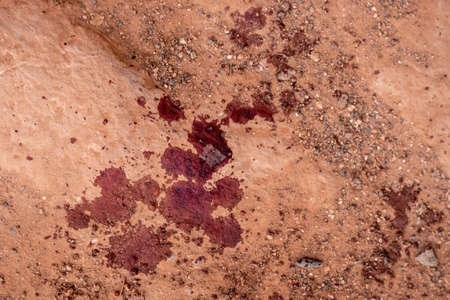 Dried Blood In The Dirt on the way down South Kaibab Trail in the Grand Canyon