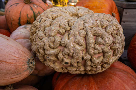 Gnarly Pumpkin With Brain Coral Like Texture in outdoor marketの写真素材
