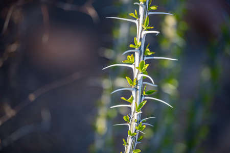 Young Branch of Ocatillo Grows Bright Green And White with copy spaceの写真素材