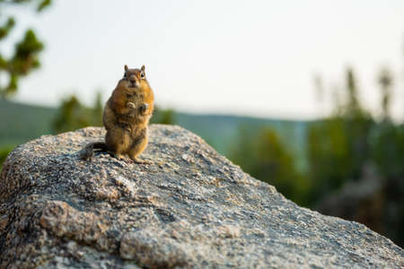 Ground Squirrel Stands On Hind Legs And Stares At Camera with copy spaceの写真素材