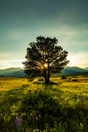 Evening Walk At Sunset through Moraine Park in Rocky Mountain National Parkの写真素材