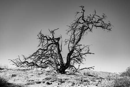Gnarly Dried Tree On A Hillside In Joshua Tree National Park