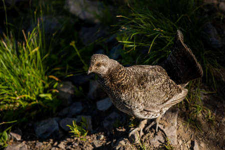 Grouse In Sunlight along side of trail in North Cascades National Park