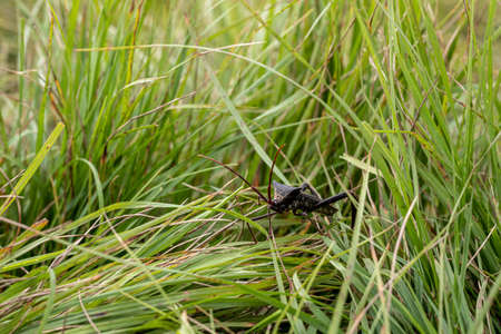 Leaffooted Bug in Tall Grass on Andrews Bald in the Smokiesの写真素材