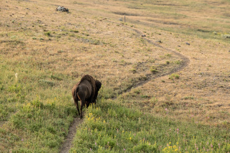 Male Bison Wanders Down Specimen Ridge Trail in Yellowstone National Parkの写真素材