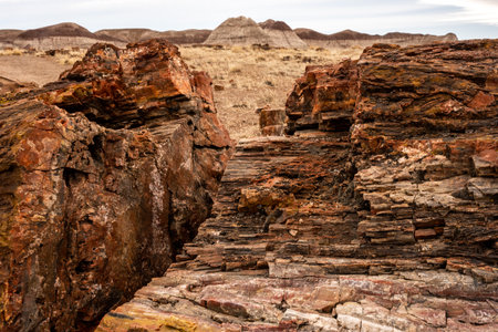 Tree Texture In Petrified Wood Split In Half in Petrified Forest National Parkの写真素材