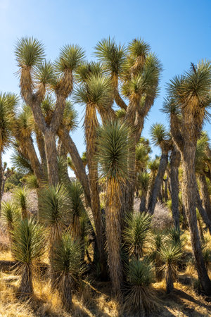 Thick Grove Of Joshua Trees in Mojave desertの写真素材