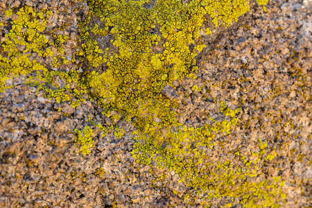 Bright Yellow Lichen Grow On Rock in Joshua Tree National Parkの写真素材