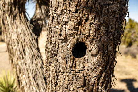 Birds Nest Hole In Mature Joshua Tree in California desert