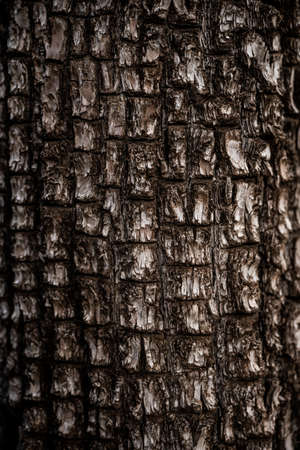 Square Texture of Bark On Tree in Big Bend National Park
