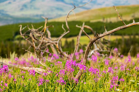 Fireweed Grows In The Tangle of A Downed Tree in Yellowstone National Parkの写真素材