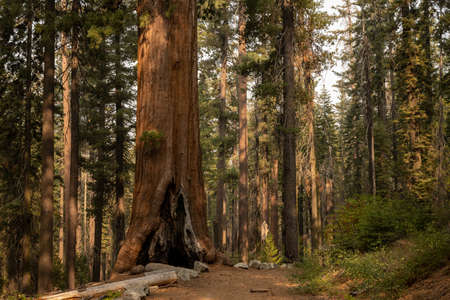 Giant Sequoia Stands Tall Next To Trail Along Tuolumne Grove Road in Yosemite National Parkの写真素材