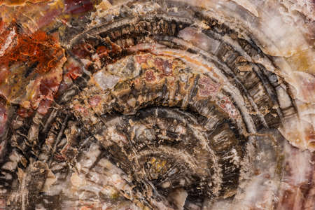 Growth Rings Of Petrified Forest Log in Arizona National Park