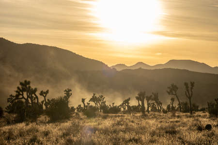 Sun Lights Up the Dust Over Joshua Trees in Californiaの写真素材