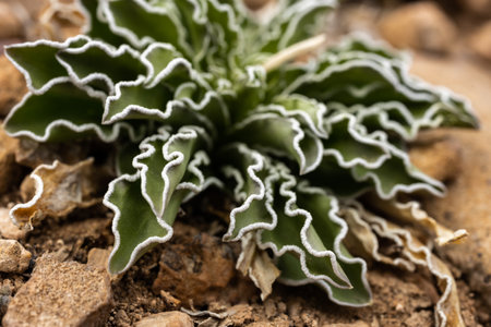 White Details on Tips of Green Leaves on Desert Plant in Capitol Reef National Parkの素材 [FY310184257577]