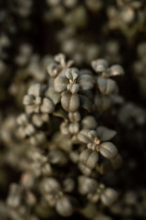 Selective Focus of Desert Plant Leaves in Capitol Reef National Parkの写真素材