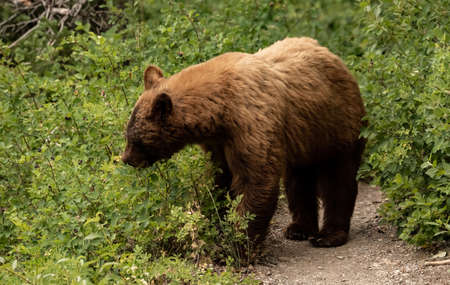 Large Cinnamon Black Bear Checks On Huckleberries To See If They are Ripe in forest in Glacierの写真素材
