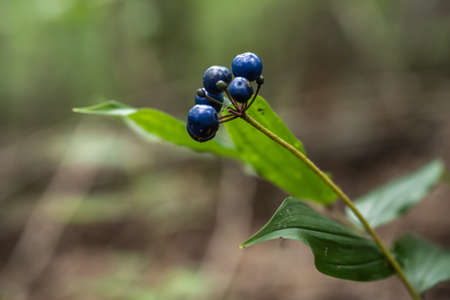 Shiny Blue Berries Ready for Picking