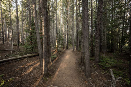 Wide Dirt Trail Through Pine Forest in Colorado's Rocky Mountain National Park
