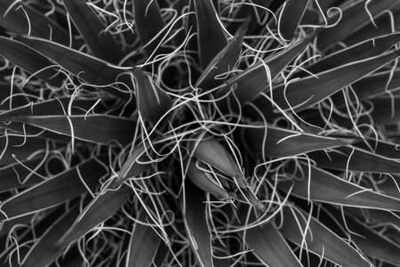 White Threads of Yucca Close Up In Black And White in Capitol Reef National Park