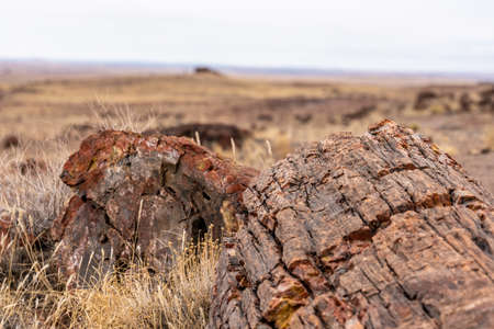 Looking Across Broken Petrified Logs With Agate House On The Horizon in Petrified Forest National Parkの写真素材