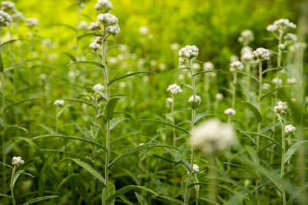 Low Angle of White Wild Flowers Growing In Field in Glacier National Parkの写真素材