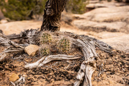 Three Small Hedgehog Cacti At The Base of A Dried Tree Trunk in Canyonlands National Parkの写真素材