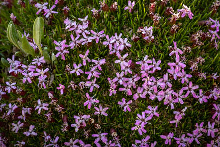 Tight Grouping of MOss Campion Flowers Bloom Bright Pink Against The Green Moss Below in Rocky Mountain National Parkの写真素材