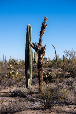 Decomposing Saguaro Cactus Stands Near Healthy Cactus in Saguaro National Parkの写真素材