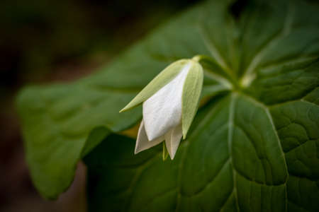 Texture on the Petal of a White Trillium Bloom in Great Smoky Mountains National Parkの写真素材