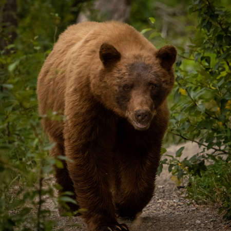 Large Cinnamon Black Bear Walking Down Trail Looks At Camera in Glacier National Parkの写真素材