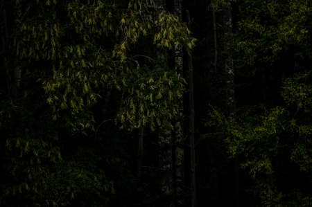 Deep Greens On The Edge Of The Woods in Great Smoky Mountains National Park